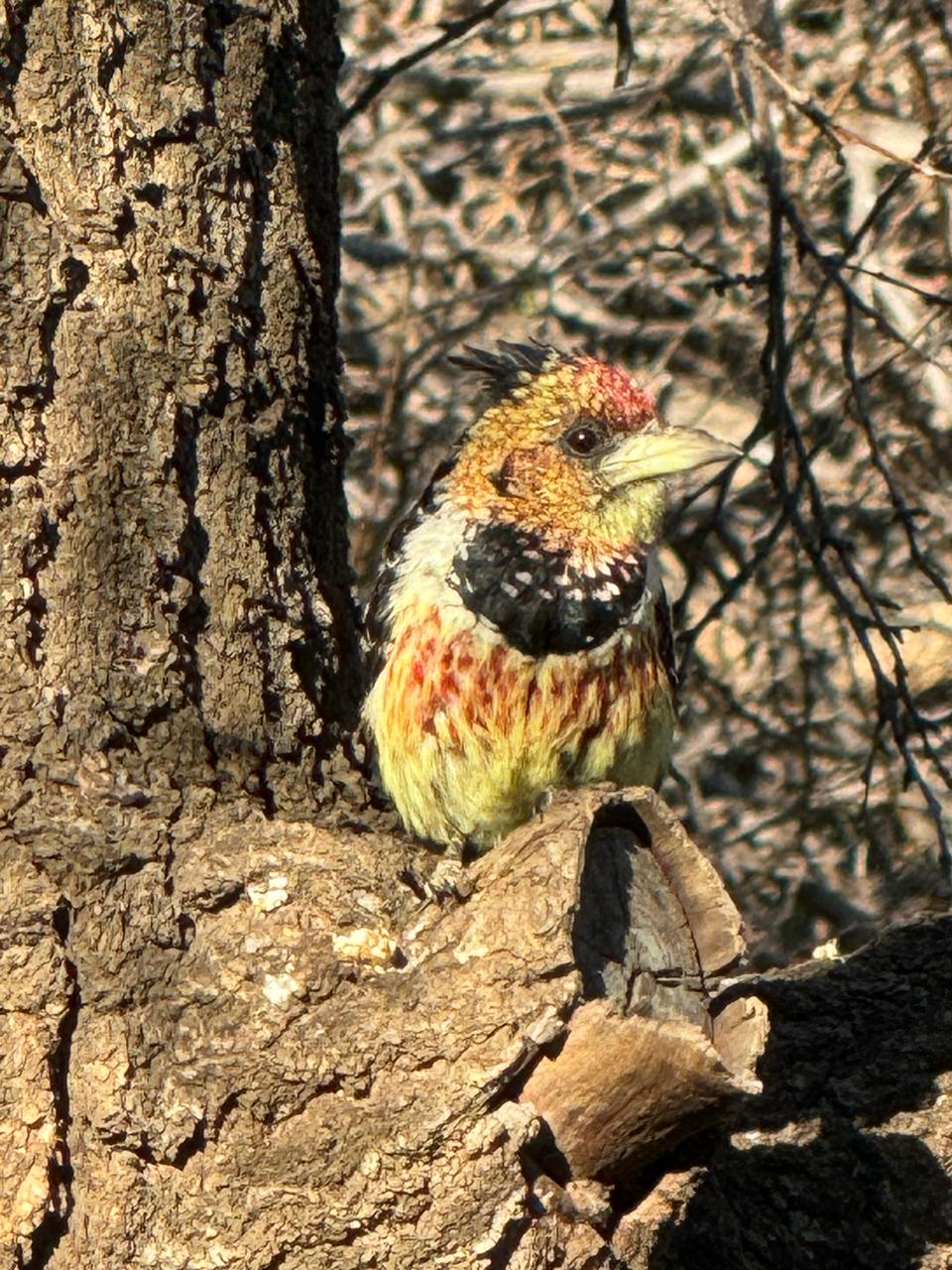 Crested Barbet