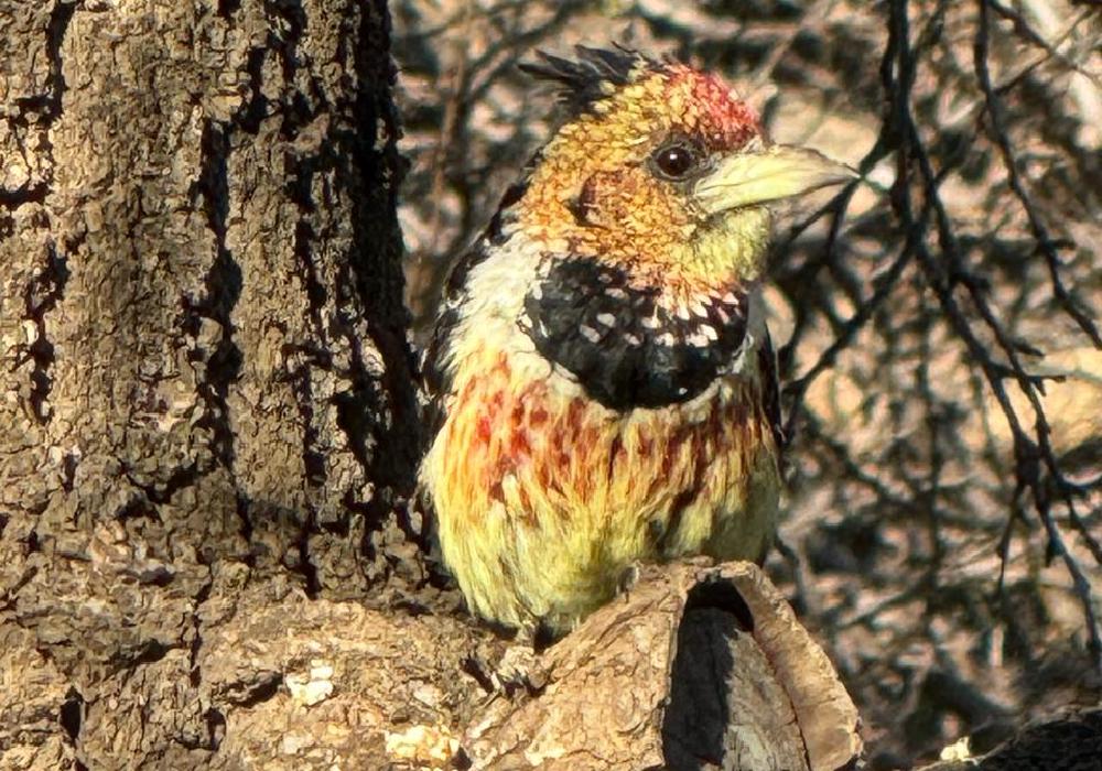 Birdsong in the Garden of Karoo & Ko Accommodation hero image