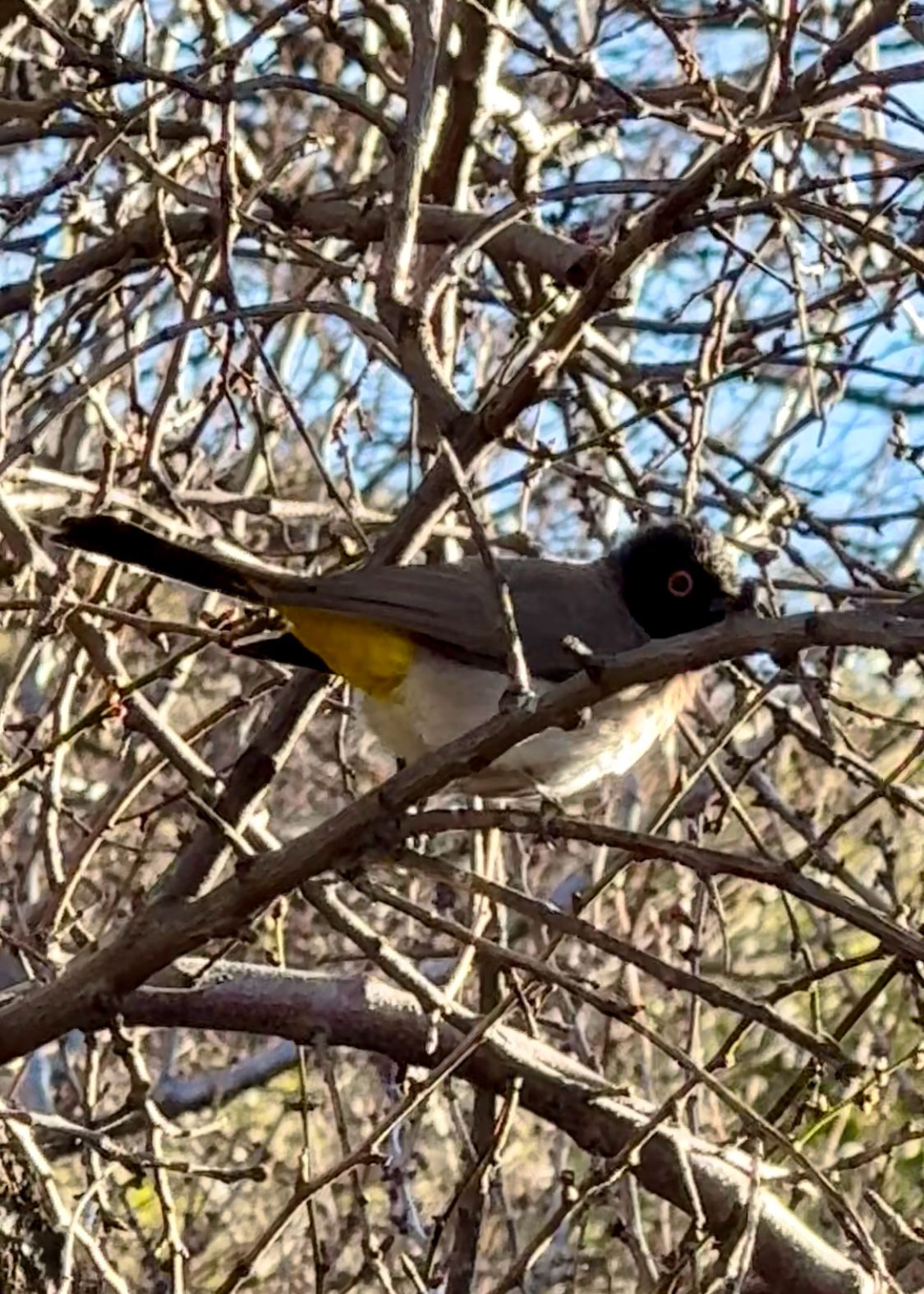 Cape Bulbul