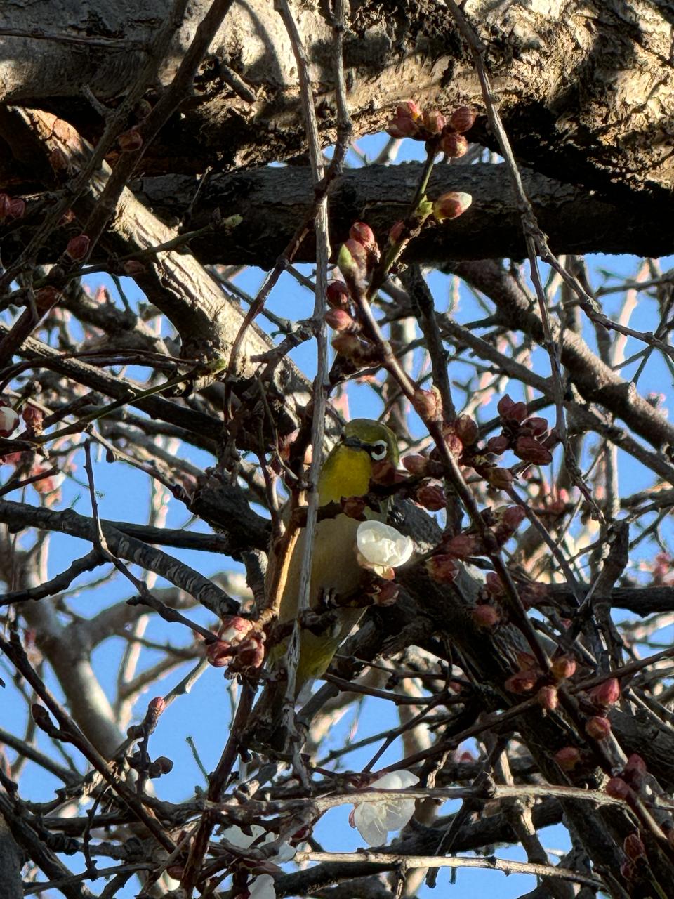 Orange River White-Eye