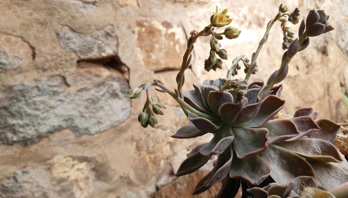 Karoo & Ko Unit 3: Old Stable "Glamping" photo